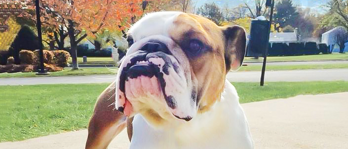 Pawsthetics - Using 3D Printing to Give Pets a Second Chance