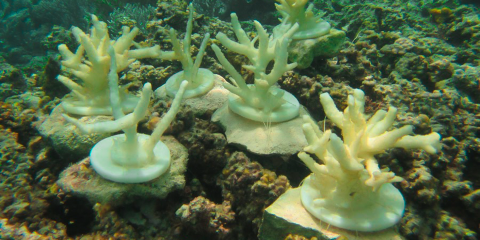 Using 3D Printing to Save Marine Wildlife