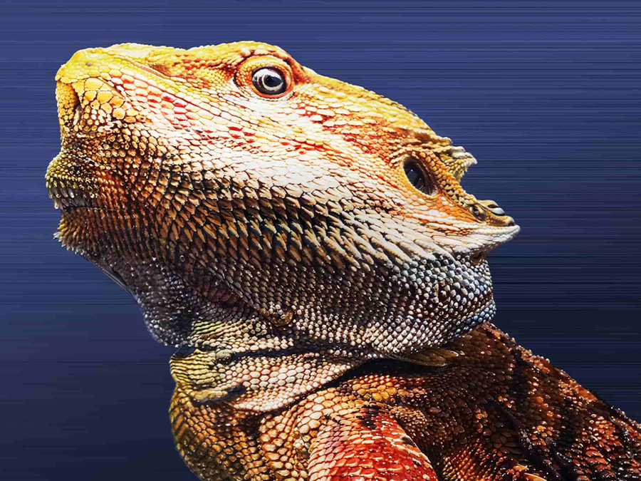 eufyMake E1 3D Texture UV Printer Deluxe Plus Bundle