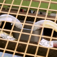 UltiMaker S8 3D Printer with UltiMakerCare Plan (2 Years) - Secured